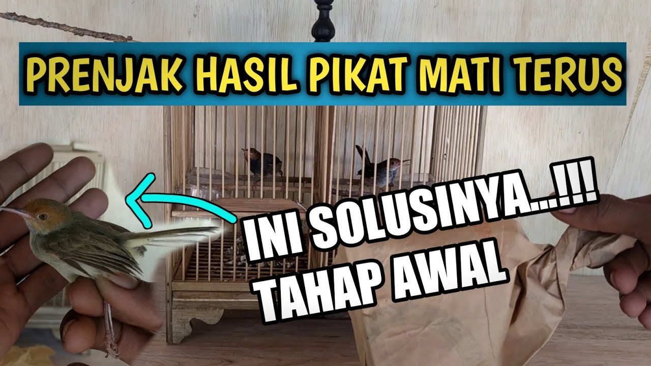 TIPS MERAWAT BURUNG PRENJAK HASIL PIKAT ALAM LIAR
