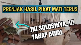 TIPS MERAWAT BURUNG PRENJAK HASIL PIKAT ALAM LIAR