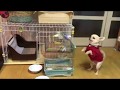 インコにあげた白菜がどうしてもたべたいチワワ。