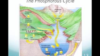 APES Chapter 7 Part 2 - Biogeochemical cycles except sulfur 2015