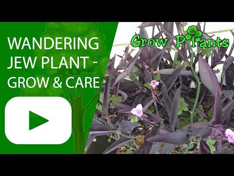 Wandering jew plant - grow and care (easy ground cover)