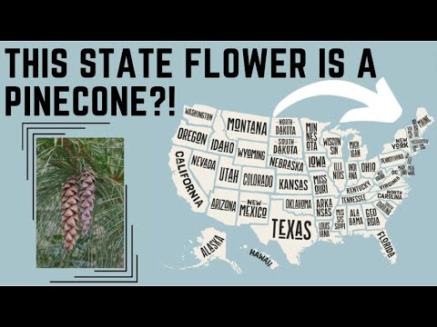 Video: US State Flower List - Official State Flowers To Color Garden