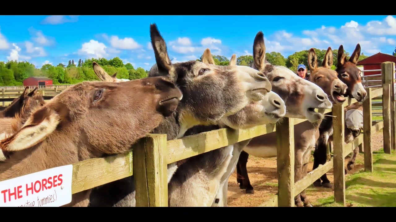 Redwings Horse Sanctuary 2024