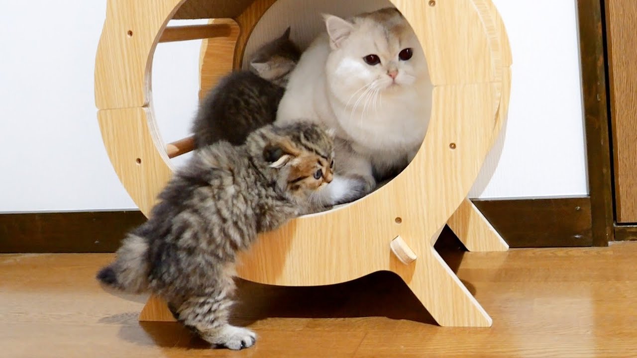 Спустя три секунды с котенком случилась трагедия...