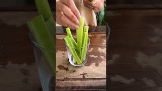 Celery Sticks with Sesame Mayo Sauce shorts