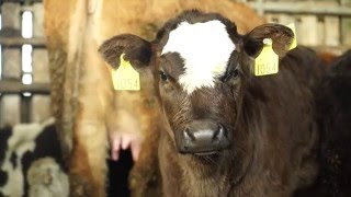 Wesley Browne Beef Data and Genomics Programme Case Study