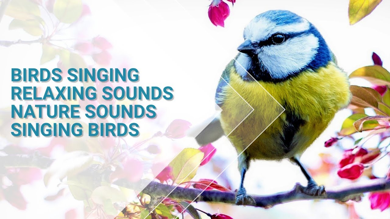 8 Hours of Birds Singing in the Forest, Relaxing Nature Sounds - YouTube