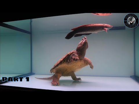 Hybrid snapping skildpadde spiser stor fisk. ADVARSEL LIVE FODRING!