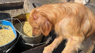 Fur Babies Don’T Mind Having A Daily Meal Of Cornflakes Than To Look For Food In The Garbage. by Animal Rescue Center-LiuLi 612 views 1 month ago 5 minutes, 27 seconds