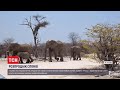 Слони з молотка: у Намібії на аукціоні хочуть продати 170 тварин