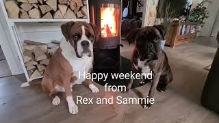 Happy weekend from Rex and Sammie 😁❤️ by BoxerRex 1,431 views 2 months ago 8 seconds