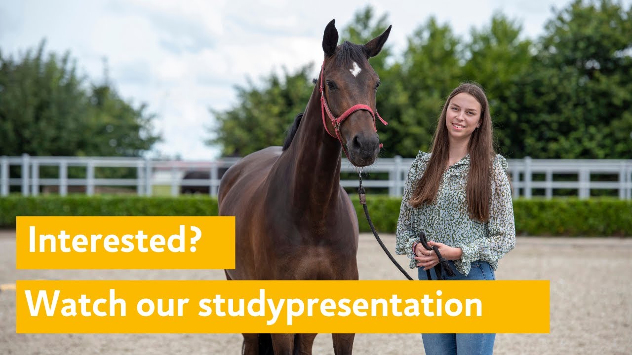 International Equine Business Management | Bachelor Programme | Aeres  University of Applied Sciences