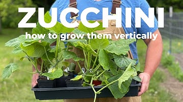 How to grow ZUCCHINI VERTICALLY