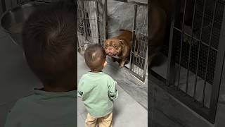 #shorts #cutepitbull #dogi