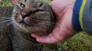 池の畔にいたデブキジトラ野良猫を捕まえてモフる