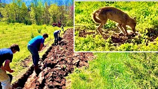 Planting potatoes and catching predators!