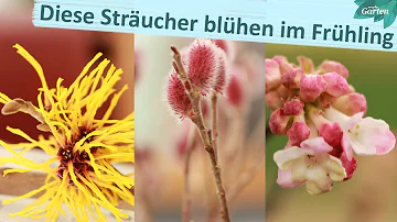 Welche Sträucher blühen zuerst im Frühjahr?