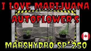 KUSH SANTA'S AUTOFLOWER TENT , GOLETO, ZKITTLEZ, GOLD LEAF  🍃 & MARSHYDRO  SP-250