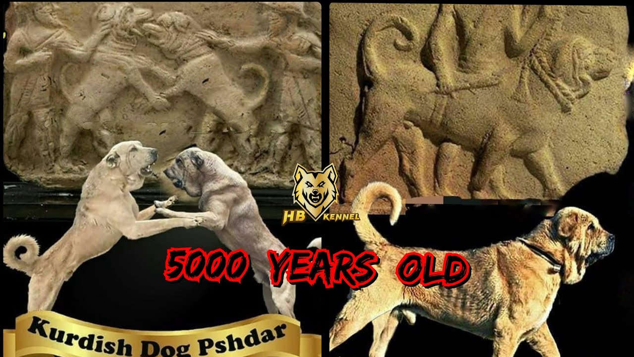 Kurdish Pejdar  5000 Years Old Mastiff  Dog From Mesopotamia