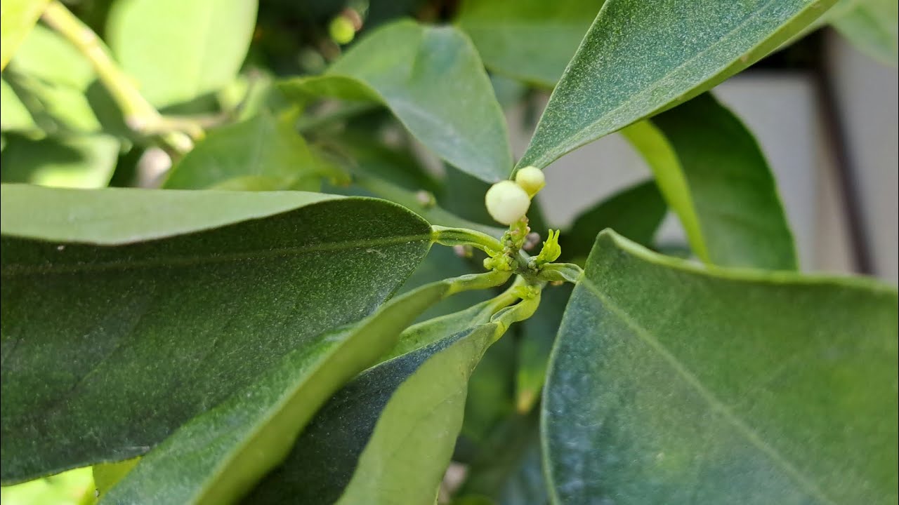 Цитрусы в феврале. Кто-то дозревает, кто-то заложил бутоны. Все в пыли из Сахары!