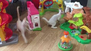 Devon Rex Kittens in the Toy Room by Cowboy Claws 104 views 5 years ago 24 seconds