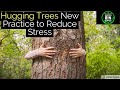 Improve your mental health | Hugging trees : a new way to release depression, stress, loneliness