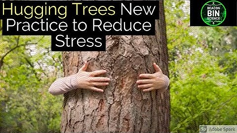 Improve your mental health | Hugging trees : a new way to release depression, stress, loneliness