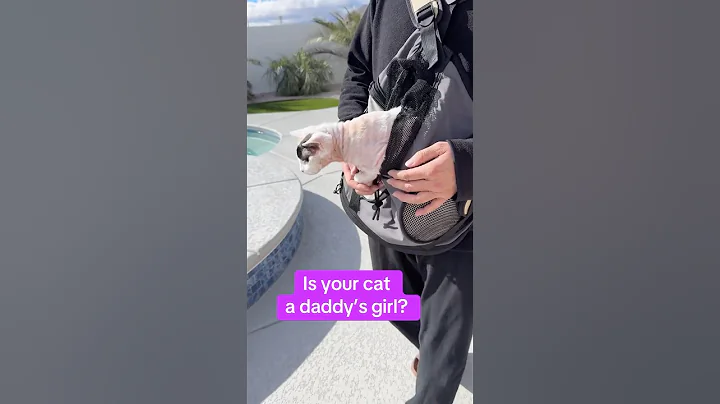 Watch the video about Is your cat a Daddy’s Girl ? #cat #pet #sphynx #catlover #daddysgirl #shorts