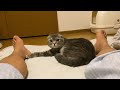 【感動】２日ぶりに再会した甘えん坊猫のボディタッチが激しくてかわいすぎた…my cat's body touch was too hard