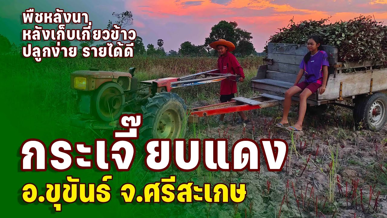 กระเจี๊ยบแดงซูดาน พืชหลังนา