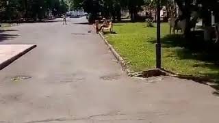 Нашествие коров в Берёзовском Нашествие коров в Берёзовском
