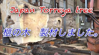 榧の木製材・Japan Torreya Tree Sawing!!