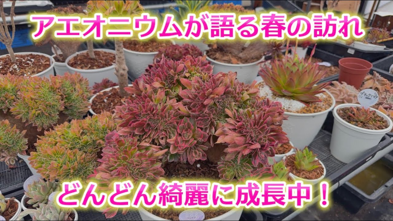 【アエオニウム】が春を告げる💖どんどん可愛らしく変化を始めたようだ🎶【多肉育て方】