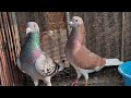 Tips to prevent eggs from sun 😬 pigeon videos