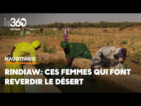 Mauritanie: à force de bras, ces femmes de Rindiaw font reverdir le désert... et ça paie