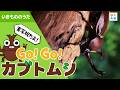 【実写版】Go!Go!カブトムシ