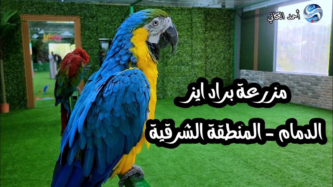 مزرعة براد ايز - الدمام - المنطقة الشرقية - السبت 16-4-1446#السعودية