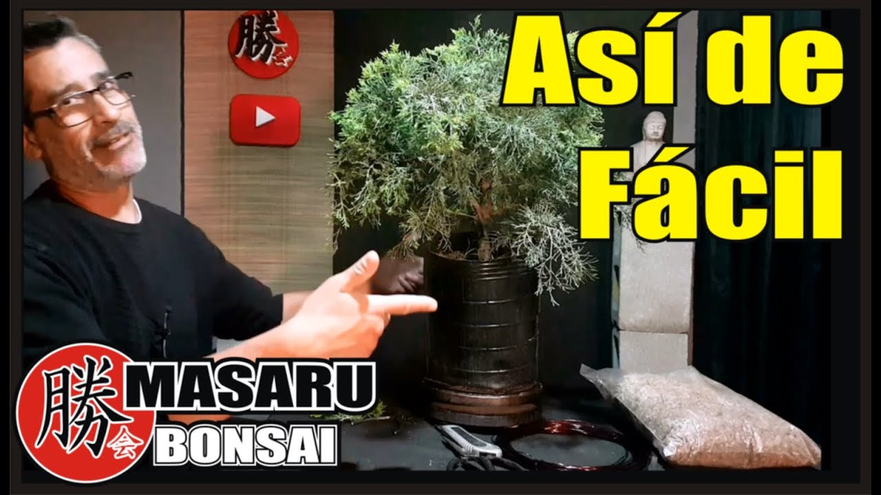 COMO HACER UN ACODO AÉREO A UN JUNIPERUS / JUNIPERO   REPRODUCCIÓN MUY FÁCIL Y RAPIDO