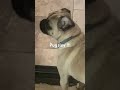 Wtf Pugsley ?