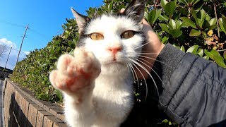 前髪を切り過ぎた？可愛いハチワレ子猫