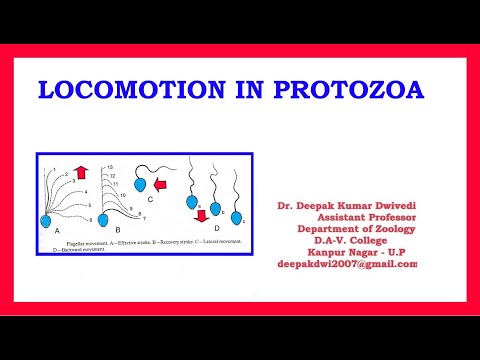 Video: În protozoare, locomoția se face prin?