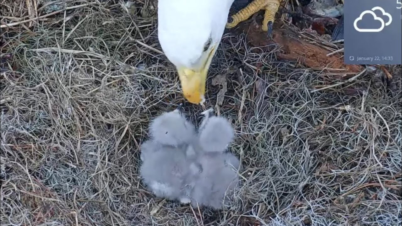 both eaglets gets food bites during lunch feeding | Kisatchie National Forest E-1 | Jan 22, 2026