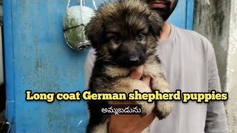 German shepherd australian shepherd mix for sale near me