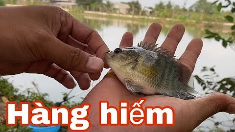 #22. Câu đài tự nhiên lên hàng hiếm @mecauca2219