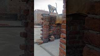 monkey 🐒 hunuman.bandar🐒🐵#shorts #short #trending #reels