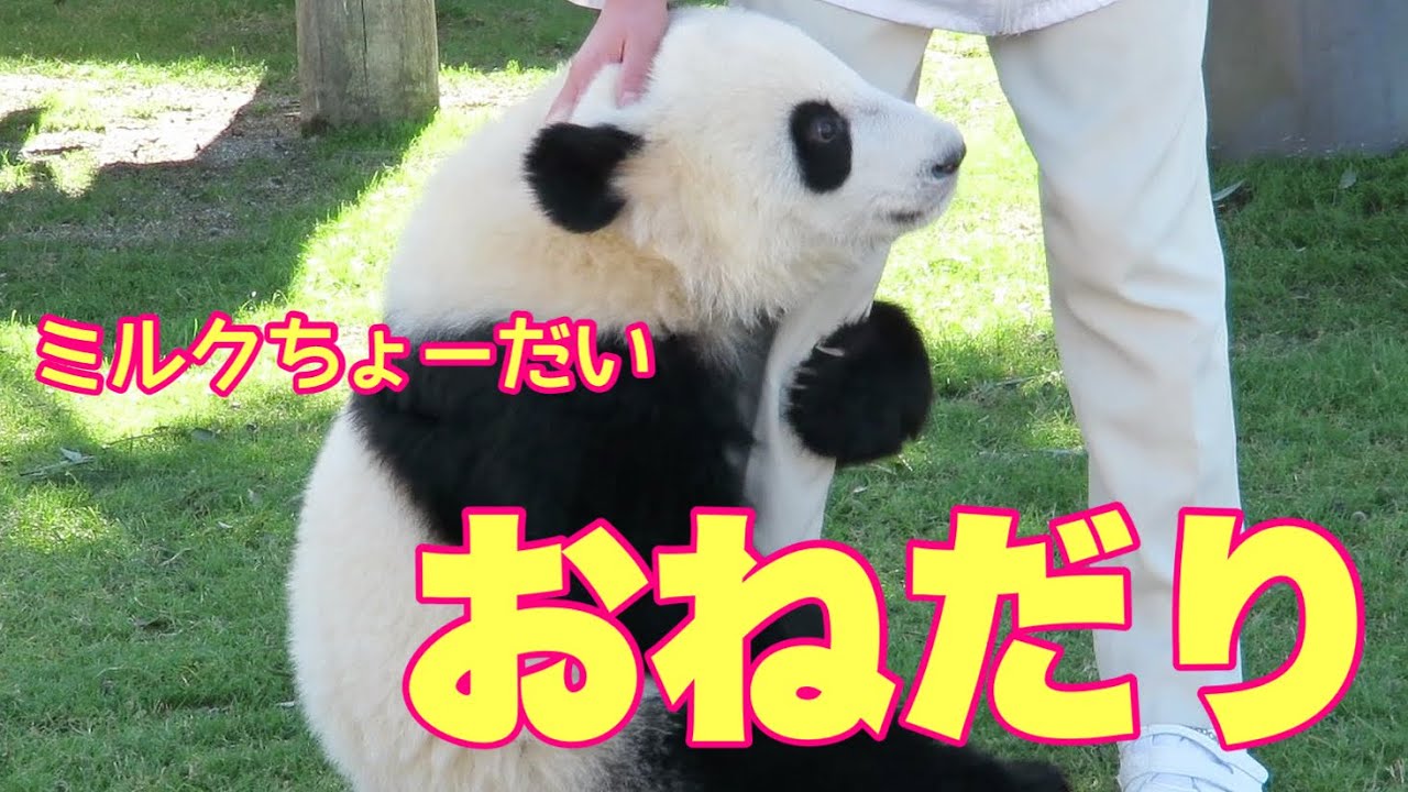 かわいい♥ 早くミルクが欲しくて、足にしがみついておねだり♥ 哺乳瓶 