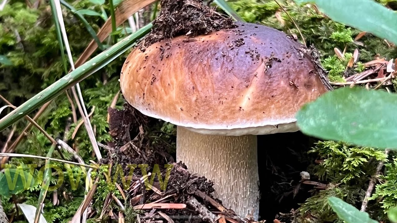 FUNGHI PORCINI SETTEMBRE 2022🍄🍄VENI L AUTUNNU🍄🍄 YouTube