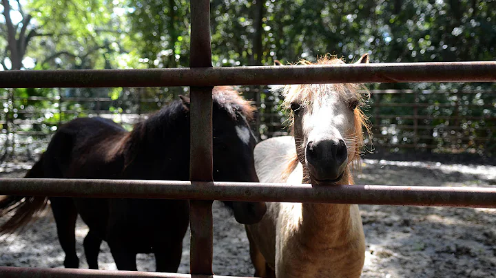 Wild marsh ponies acclimate to new home on St  Hel...