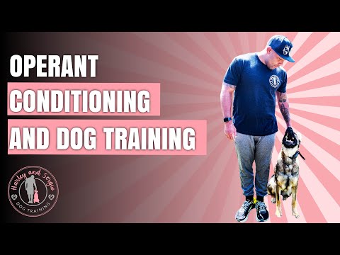 วีดีโอ: ตารางการเสริมแรงต่างกันในการฝึกสุนัข