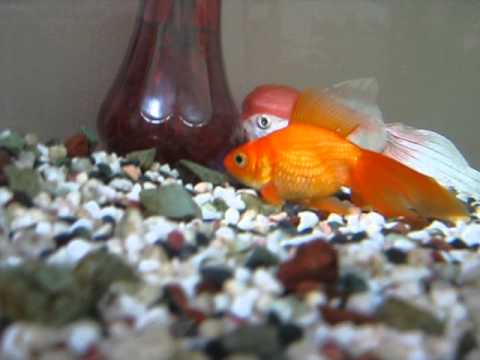 冬眠する金魚 Youtube 冬眠する金魚 Youtube